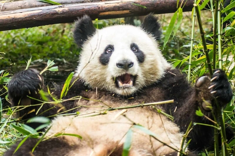Chengdu panda