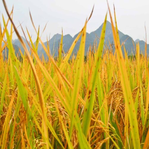 Rice Fields, Yulong River, China
