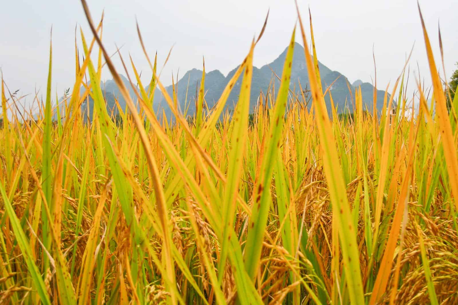 Rice Fields, Yulong River, China
