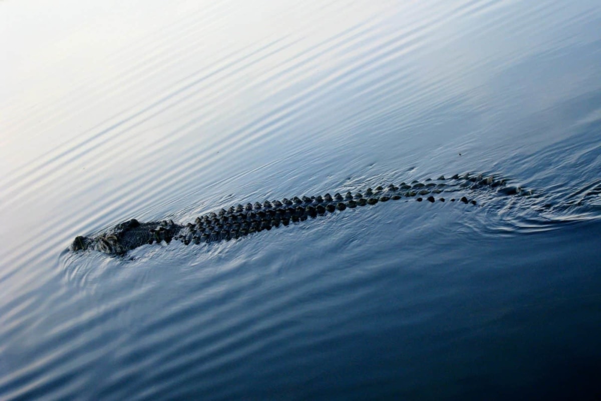 Crocodiles in the Yellow River, Kakadu National Park