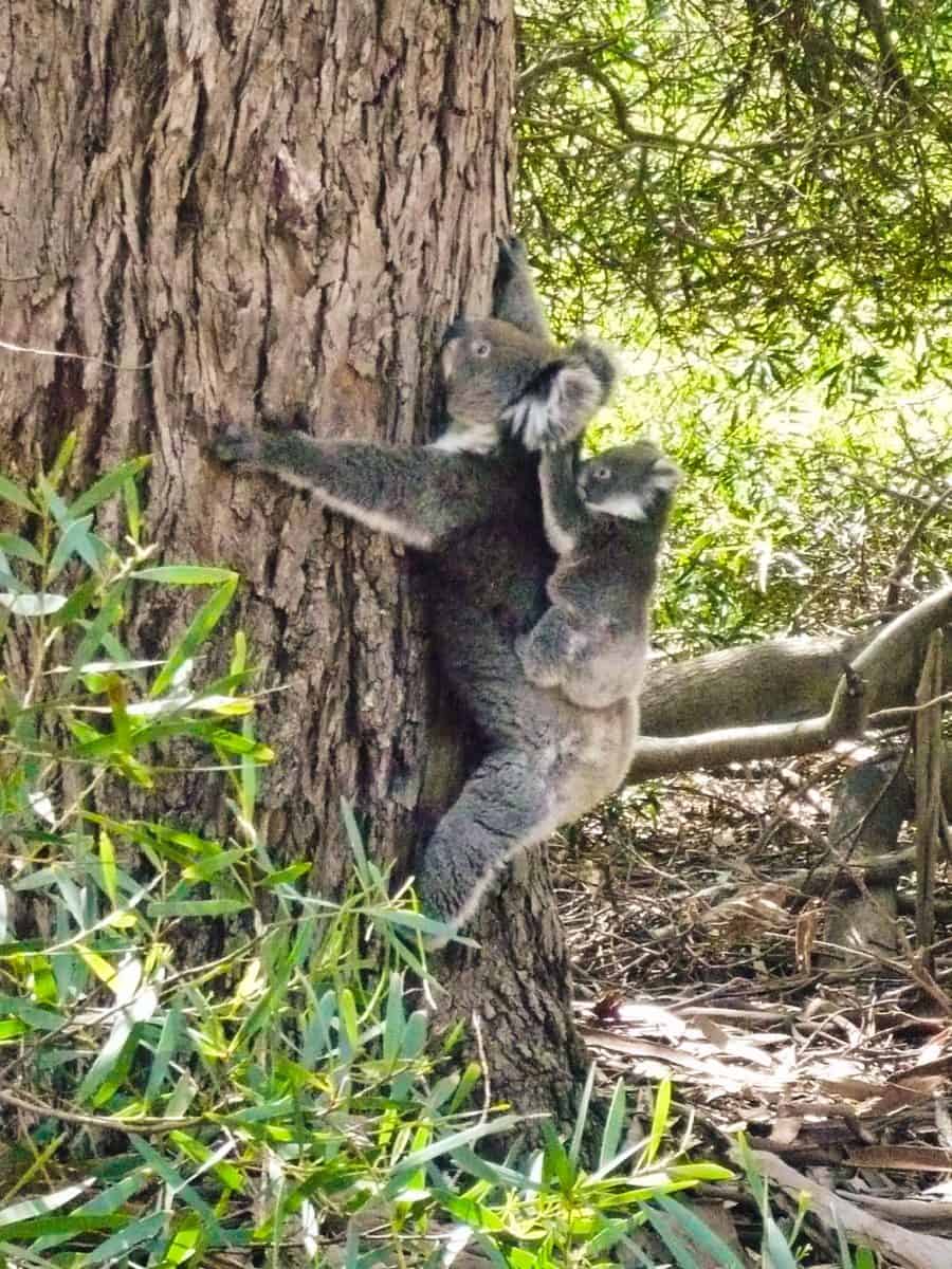 Mama and baby koala