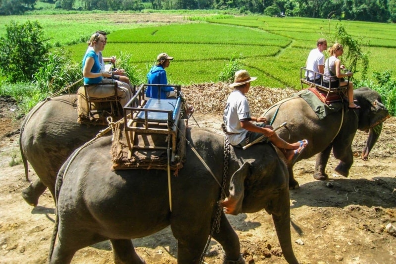 Why You Shouldn’t Ride Elephants in Thailand