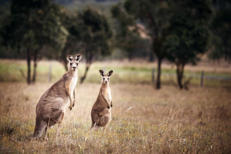 Kangaroo Valley, Australia.