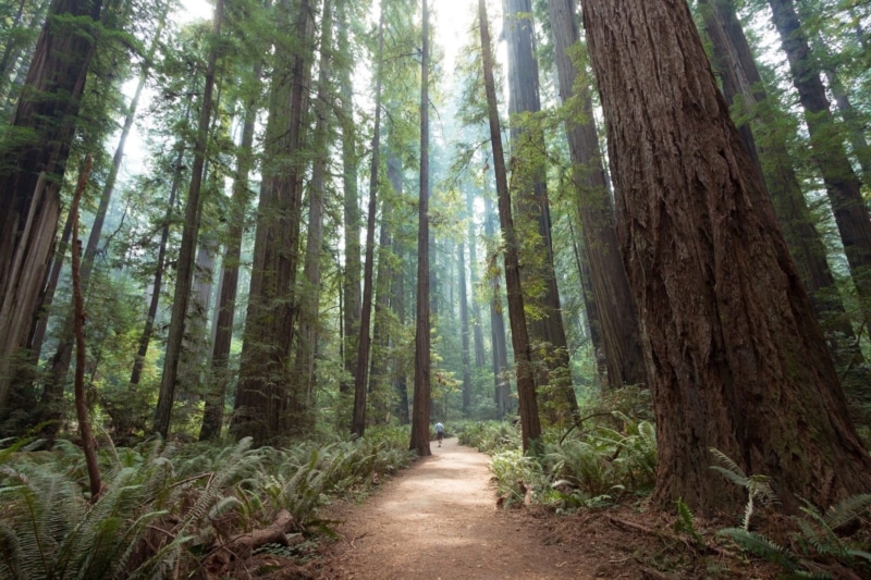 Old logging roads in Redwood National Park
