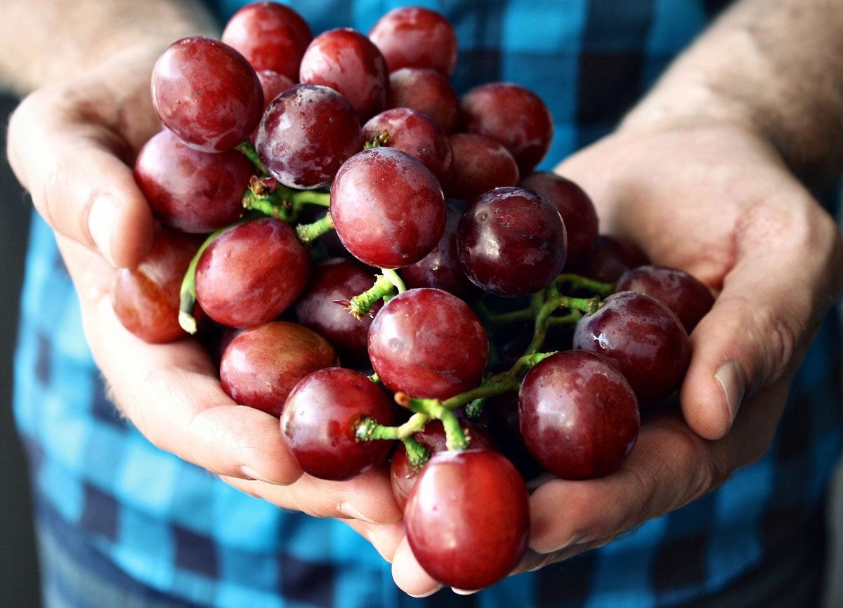 Ruby Roman Grapes are so exotic they can cost more than $10,000!