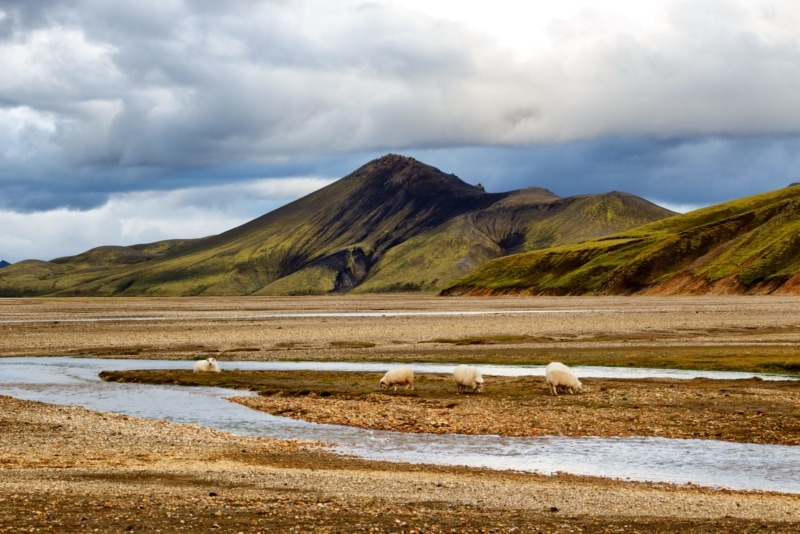 Quit school to travel? Iceland could be on your list.