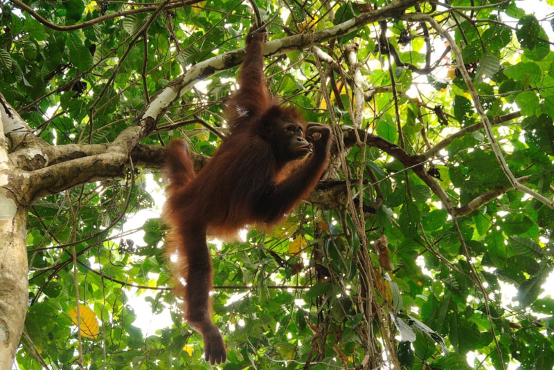 Traveling in May to Borneo to see the orangutan!