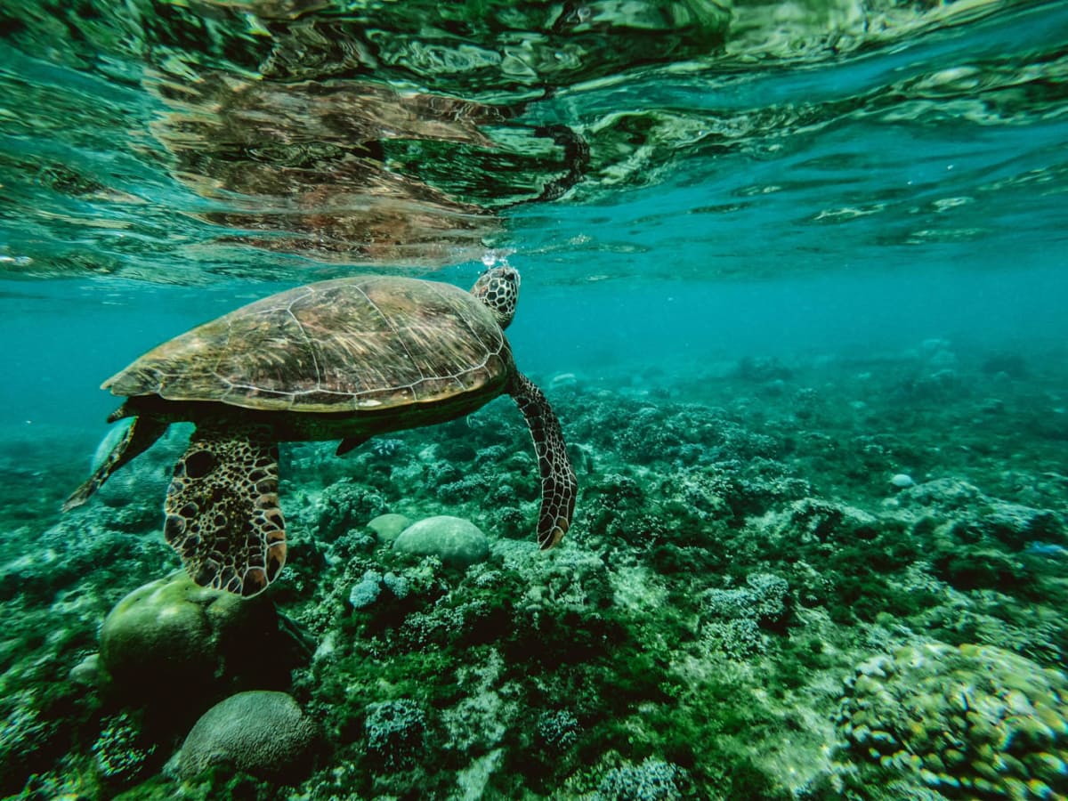 Jobs abroad are plentiful. Even if you're into saving marine life.