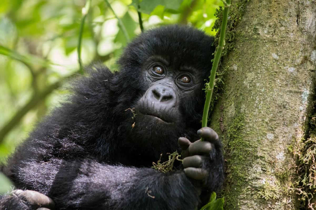Mountain gorillas in Rwanda.
