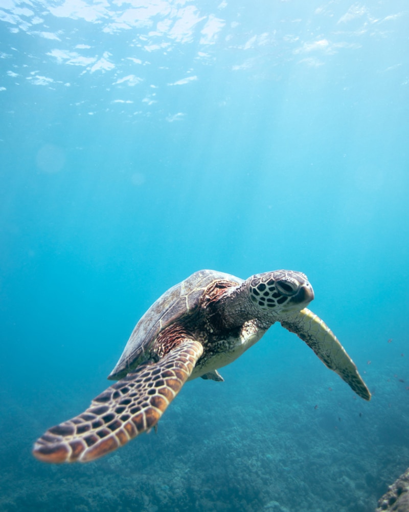 Turtles swimming in Hawaii
