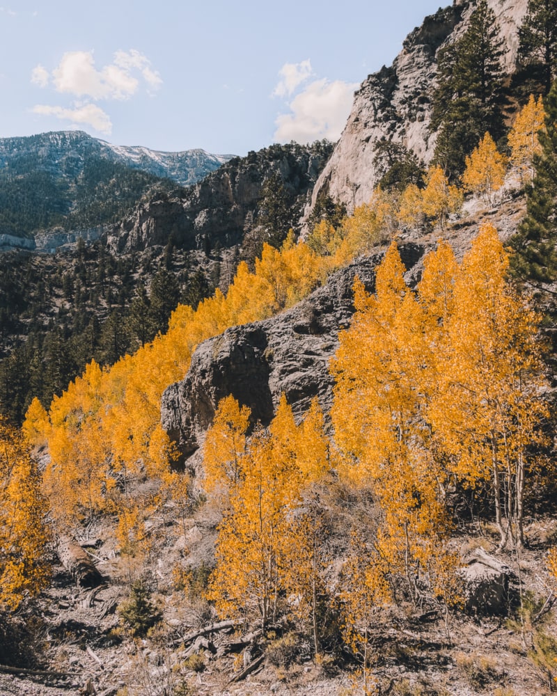 Nevada Aspens at Mt. Charleston in Death Valley National Park
