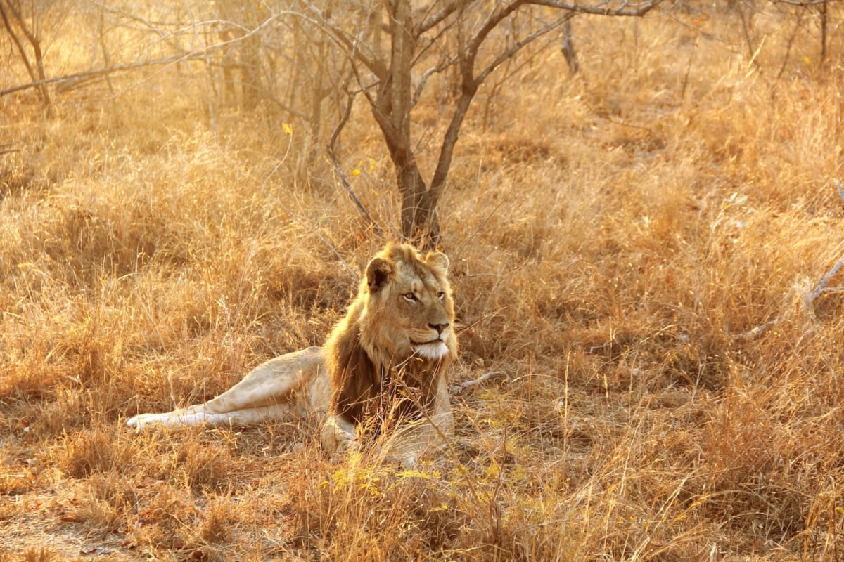 a lion sits in Kruger National Park, South Africa