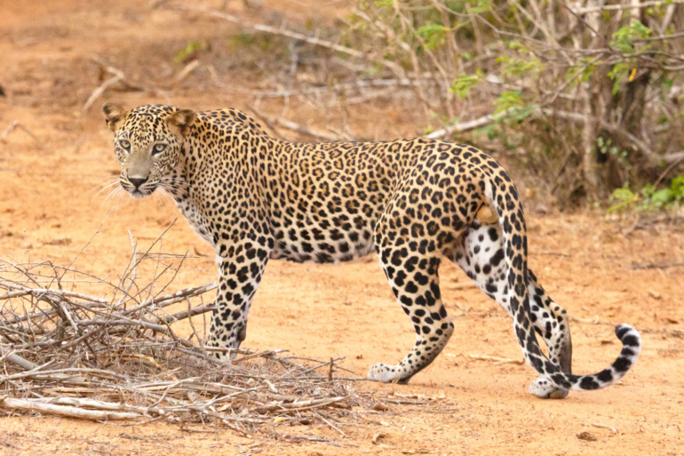 Leopard in Yala National Park
