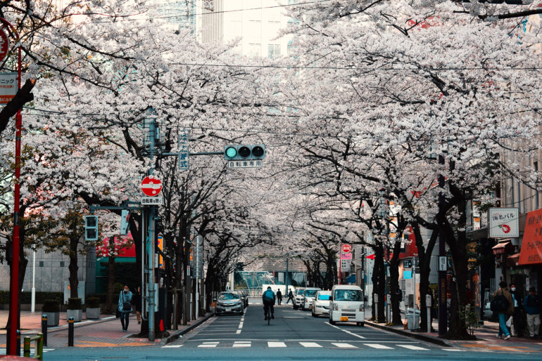 Cherry blossoms in Tokyo, Japan