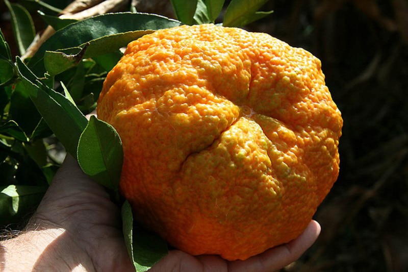 Jamican tangelo (ugli fruit)