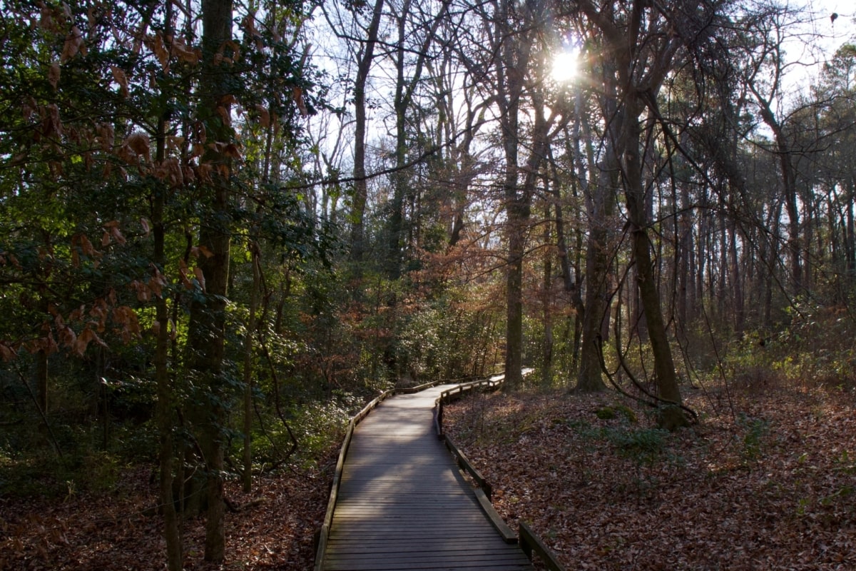 wooded walkway at Congaree National Park