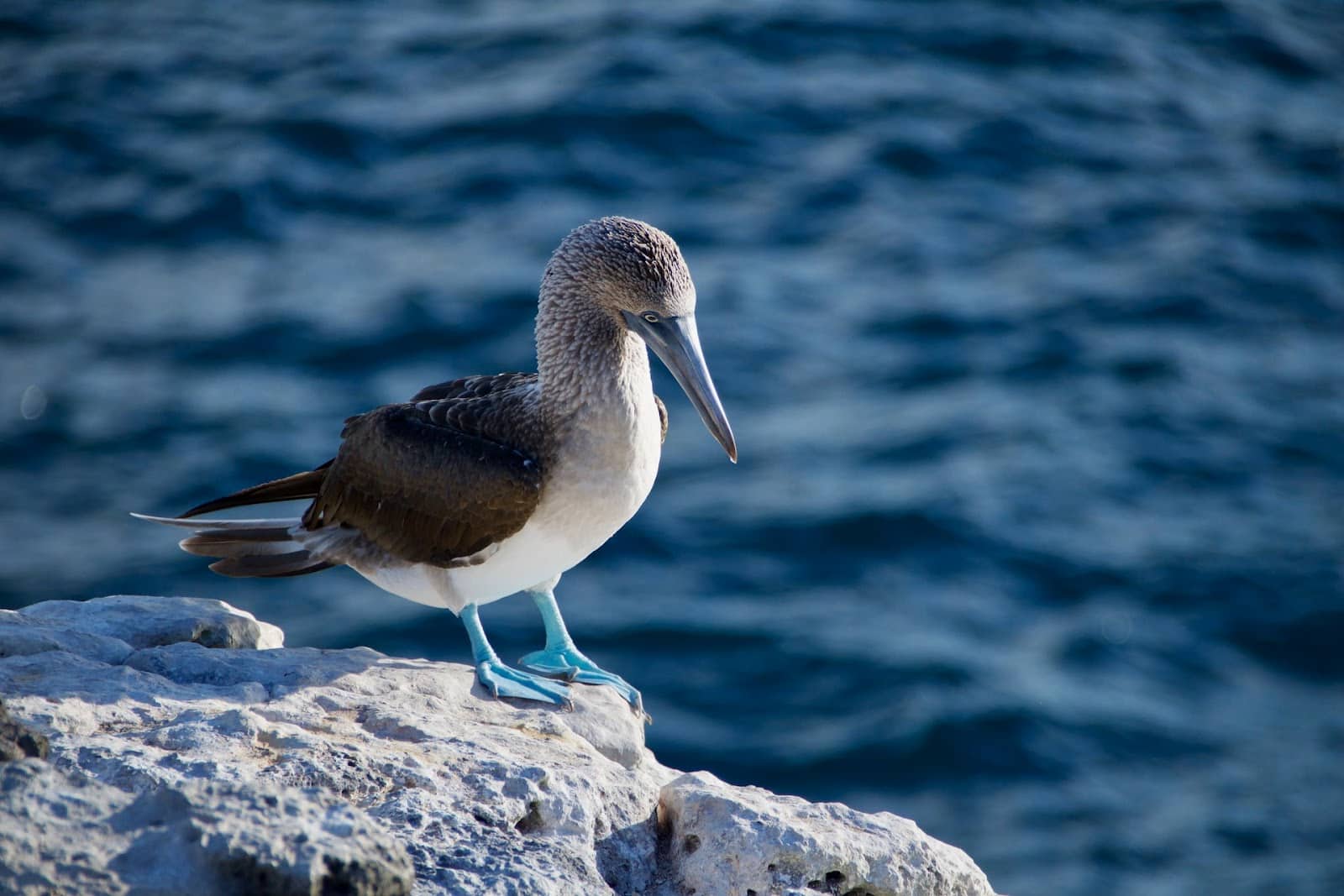 blue footed booby bird